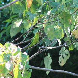 Olive-headed Lorikeet (Trichoglossus euteles)