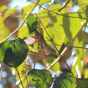Streak-breasted Honeyeater (Meliphaga reticulata)