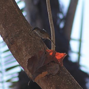 Streak-breasted Honeyeater (Meliphaga reticulata)
