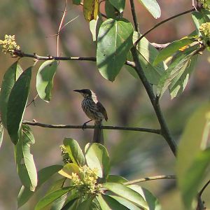 Streak-breasted Honeyeater (Meliphaga reticulata)