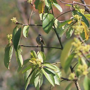Streak-breasted Honeyeater (Meliphaga reticulata)