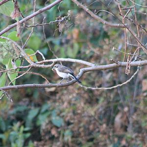 female Timor Chat (Saxicola gutturalis)
