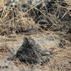 Timor Zebra Finch (Taeniopygia guttata)