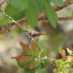 Plain Gerygone (Gerygone inornata)