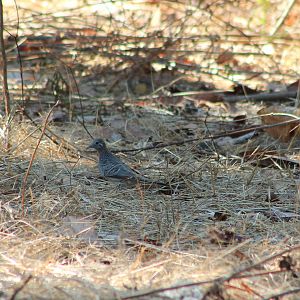 Barred Dove (Geopelia maugei)