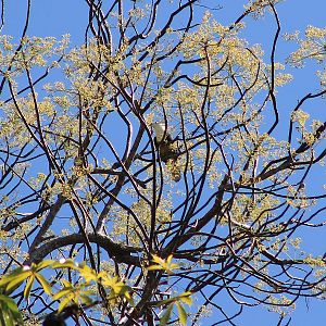 Black-backed Fruit Dove (Ptilinopus cinctus)