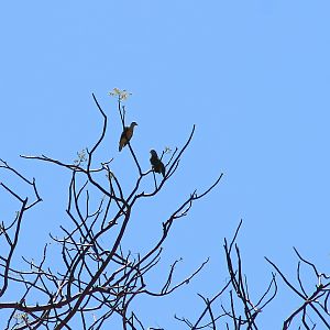 Rose-crowned Fruit Doves (Ptilinopus regina)