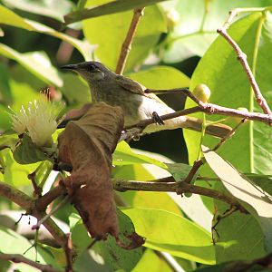 Indonesian Honeyeater (Lichmera limbata)