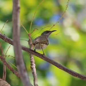 Indonesian Honeyeater (Lichmera limbata)
