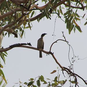 Helmeted Friarbird (Philemon buceroides)