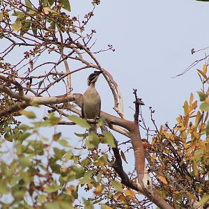Helmeted Friarbird (Philemon buceroides)
