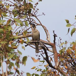 Helmeted Friarbird (Philemon buceroides)
