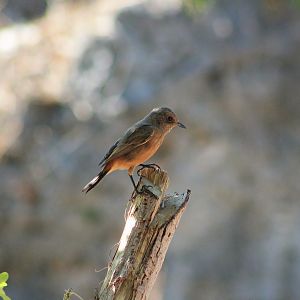 female Pied Chat (Saxicola caprata)