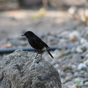 male Pied Chat (Saxicola caprata)