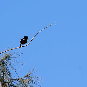 male Pied Chat (Saxicola caprata)