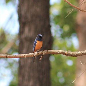 male Timor Blue Flycatcher (Cyornis hyacinthinus)