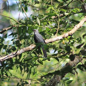 Sunda Cuckoo (Cuculus lepidus)