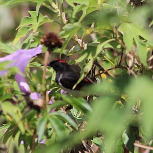 Black-chested Myzomela (Myzomela vulnerata)