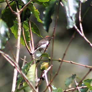 Black-chested Myzomela (Myzomela vulnerata)