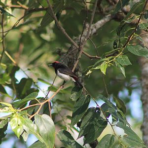 Black-chested Myzomela (Myzomela vulnerata)