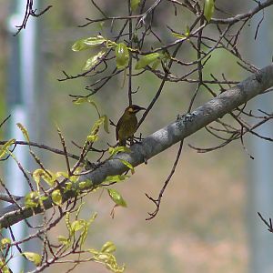 Yellow-eared Honeyeater (Lichmera flavicans)