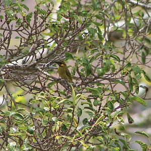 Yellow-eared Honeyeater (Lichmera flavicans)