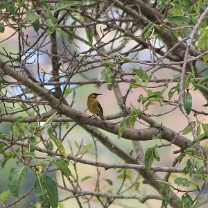 Yellow-eared Honeyeater (Lichmera flavicans)
