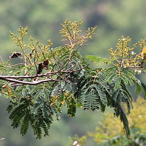 Yellow-eared Honeyeater (Lichmera flavicans)