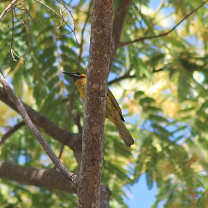 Yellow-eared Honeyeater (Lichmera flavicans)