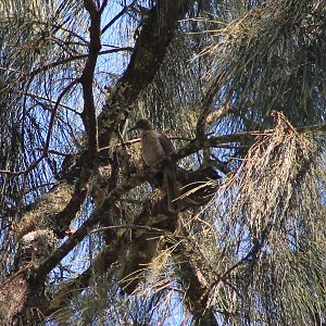 Timor Friarbird (Philemon inornatus)