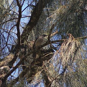 Timor Friarbird (Philemon inornatus)