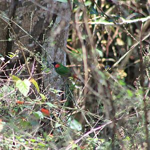 Gunung Mutis Parrotfinch (Erythrura sp.)