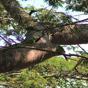Timor Red-winged Parrots (Aprosmictus jonquillaceus)