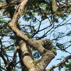 Iris Lorikeet (Trichoglossus iris)