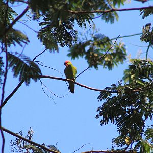 Iris Lorikeet (Trichoglossus iris)