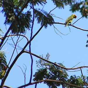 Iris Lorikeets (Trichoglossus iris)