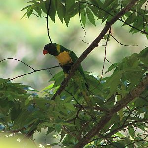 Marigold Lorikeet (Trichoglossus capistratus)