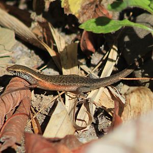 skink
