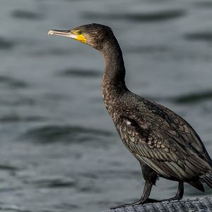 Cormorant (wild) UK