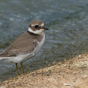 Ringed Plover (wild) UK