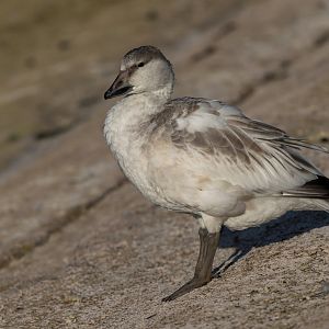 Snow Goose Juvenile (wild) UK