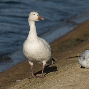 Snow Goose (wild) UK