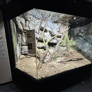 European Green Lizard Exhibit