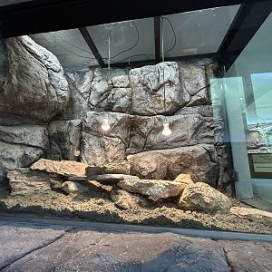 Balkan Snow Vole Exhibit