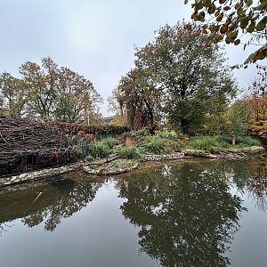 European Beaver Exhibit