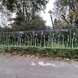 Orinoco Goose Exhibit