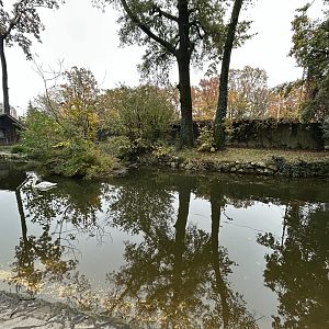 Eurasian Crane, White Stork & Trumpeter Swan Exhibit