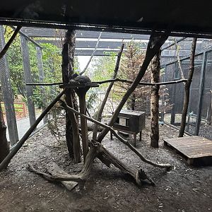 European Wildcat Exhibit