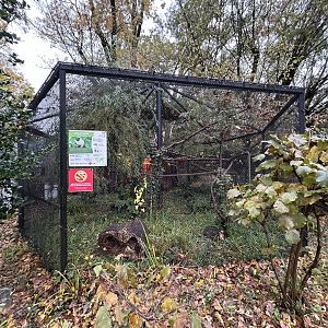 Pied Tamarin Exhibit