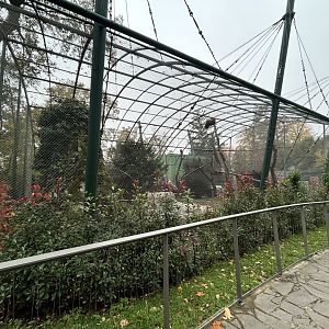 Griffon Vulture & Waldrapp Ibis Aviary